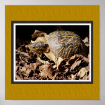 Ornate Box Turtle Poster with Faux Matting
