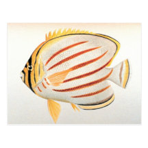 Ornate Butterflyfish Postcards