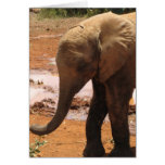 Orphan Baby Elephant Card