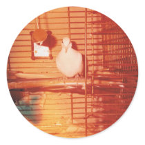 Orpheus Dove Round Stickers