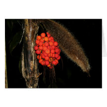 OSA : Baileyana de Bactris Cartes