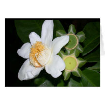 OSA : Brachycarpa de Gustavia Cartes De Vœux