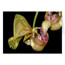 OSA : Horichiana de Coryanthes Carte