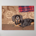 Oscar Wiener Dog posters