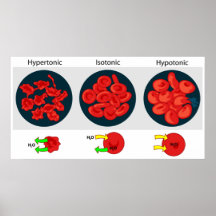 Osmotic Pressure on Permeable Membrane Diagram Poster