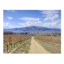 Osoyoos Vineyard View Postcards