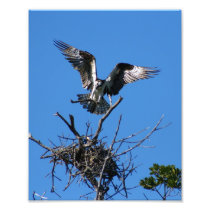 Osprey Building Nest Photo
