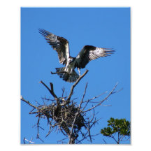 Osprey Building Nest Photo