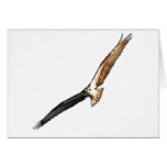 Osprey cards