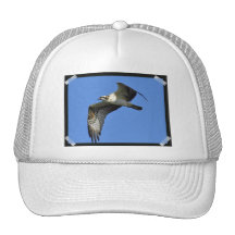 Osprey Flying Baseball Hat
