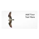 Osprey Flying Photo Customized Photo Card