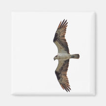 Osprey Flying Photo Refrigerator Magnet