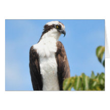 Osprey Greeting Cards