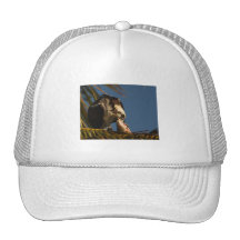 Osprey Hats