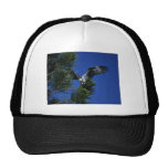 Osprey Hats