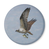 Osprey Magnets