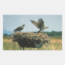 Osprey Nest Rectangle Sticker