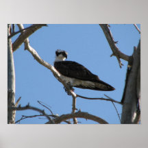 Osprey Posters