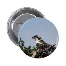 Osprey Sitting on Nest Button