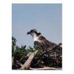 Osprey Sitting on Nest Greeting Card Postcards