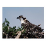 Osprey Sitting on Nest Postcard