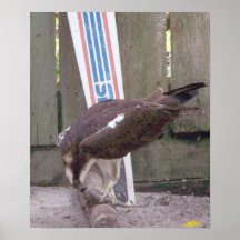 Osprey Snack Poster