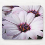 Osteospermum Tapis De Souris