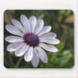 Osteospermum Tapis De Souris