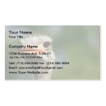 Ostrich Business Card Templates