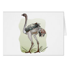 Ostrich Card
