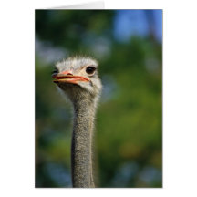 Ostrich Cards