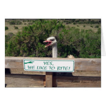 Ostrich Cards