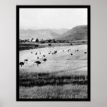 Ostrich Farm in Africa 1912 Print