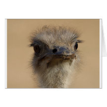 ostrich greeting card