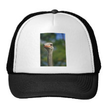 Ostrich Hats