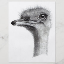 OSTRICH HEAD IN PENCIL: ART: REALISM FLYER DESIGN