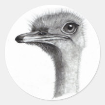 OSTRICH HEAD IN PENCIL: ART: REALISM STICKERS