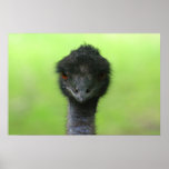 ostrich large poster posters