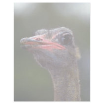 Ostrich Letterhead