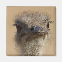Ostrich Magnet