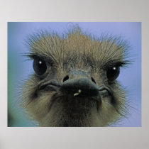 Ostrich or Emu with  "issues"! Posters
