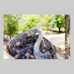 Ostrich Photograph posters