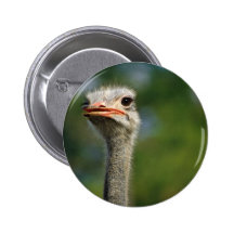 Ostrich Pins