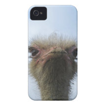 Ostrich Portrait iPhone 4 Case