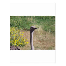 Ostrich Post Card