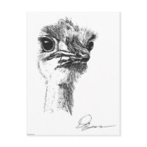 Ostrich Postcard