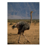 Ostrich Postcards