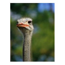 Ostrich Postcards