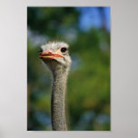 Ostrich Print