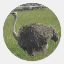 Ostrich Sticker